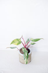Philodendron strawberry shake